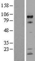 ls000405 hif1 beta arnt human over expression lysates nm 001668 wb testing 1