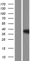ls000405 hif1 beta arnt human over expression lysates nm 178426 wb testing 2