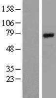 ls000406 bmal1 arntl human over expression lysates nm 001030272 wb testing 2