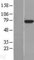 ls000406 bmal1 arntl human over expression lysates nm 001178 wb testing 1