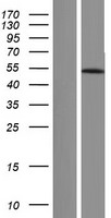 ls000408 beta arrestin 1 arrb1 human over expression lysates nm 020251 wb testing 2