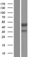 Beta Arrestin 2 (ARRB2) Human Over-expression Lysates NM_199004