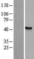 ls000410 arsa human over expression lysates nm 001085426 wb testing 4