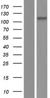 ARVCF Human Over-expression Lysates NM_001670