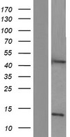 ls000427 asah1 human over expression lysates nm 001127505 wb testing 2
