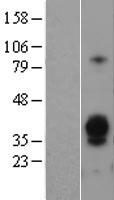 ls000432 asialoglycoprotein receptor 1 asgr1 human over expression lysates nm 001671 wb testing 2