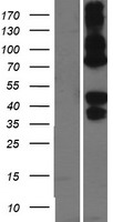 ls000433 asialoglycoprotein receptor 2 asgr2 human over expression lysates nm 080912 wb testing 4