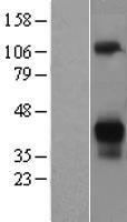 ls000433 asialoglycoprotein receptor 2 asgr2 human over expression lysates nm 080914 wb testing 3