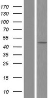 ls000435 argininosuccinate lyase asl human over expression lysates nm 001024946 wb testing 4