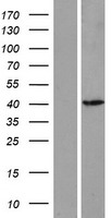 ls000438 asmt human over expression lysates nm 004043 wb testing 2