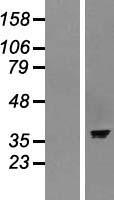 ls000439 get3 human over expression lysates nm 004317 wb testing 1