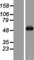 ls000444 aspartate beta hydroxylase asph human over expression lysates nm 032468 wb testing 2