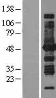 ls000445 ass1 human over expression lysates nm 054012 wb testing 2