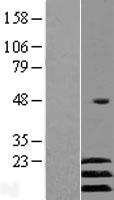 ls000467 atf3 human over expression lysates nm 001030287 wb testing 4