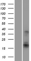ls000467 atf3 human over expression lysates nm 004024 wb testing 3