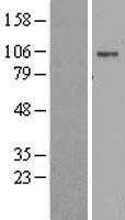 ls000477 atp1a2 human over expression lysates nm 000702 wb testing 1