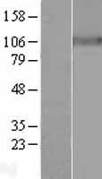 ls000478 atp1a3 human over expression lysates nm 152296 wb testing 1