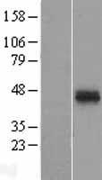ATP1B2 Human Over-expression Lysates NM_001678