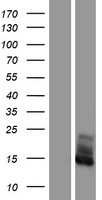 FXYD2 Human Over-expression Lysates NM_001127489