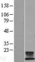 FXYD2 Human Over-expression Lysates NM_021603