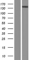 ls000491 atp2b2 human over expression lysates nm 001001331 wb testing 1