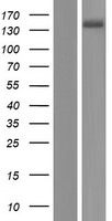 ls000492 atp2b3 human over expression lysates nm 001001344 wb testing 1