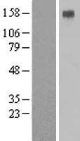 ls000495 atp4a human over expression lysates nm 000704 wb testing 1