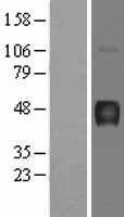 ls000496 atp4b human over expression lysates nm 000705 wb testing 1