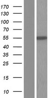 ls000501 aldh7a1 human over expression lysates nm 001182 wb testing 1