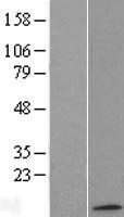 ls000516 atp5mc1 human over expression lysates nm 001002027 wb testing 2