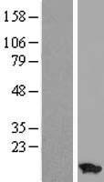 ls000521 atp5me human over expression lysates nm 007100 wb testing 1