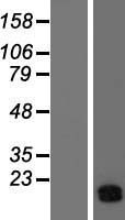 ls000522 atp5pf human over expression lysates nm 001003697 wb testing 4