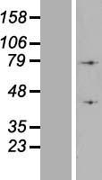 ls000523 atp6v1a human over expression lysates nm 001690 wb testing 1