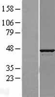 ATP6V1C1 Human Over-expression Lysates NM_001695