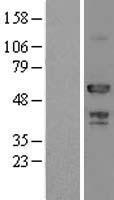 ls000537 atp6ap1 human over expression lysates nm 001183 wb testing 1