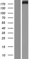 KIF1A Human Over-expression Lysates NM_004321