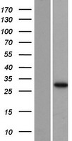 ls000549 auh human over expression lysates nm 001698 wb testing 1
