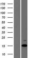 ls000551 vasopressin avp human over expression lysates nm 000490 wb testing 1
