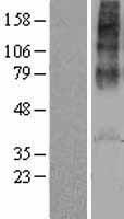 ls000552 avpr1a human over expression lysates nm 000706 wb testing 1