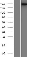 ls000575 bai1 adgrb1 human over expression lysates nm 001702 wb testing 1