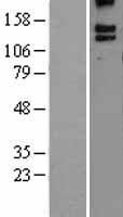 BAI3 (ADGRB3) Human Over-expression Lysates NM_001704