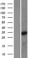 BAPX1 (NKX3-2) Human Over-expression Lysates NM_001189