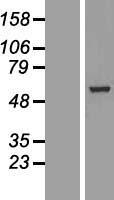 BBS4 Human Over-expression Lysates NM_033028