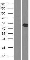 ls000586 bcat1 human over expression lysates nm 001178092 wb testing 2