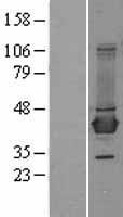 ls000586 bcat1 human over expression lysates nm 005504 wb testing 5