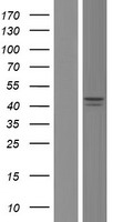 ls000593 bckdha human over expression lysates nm 001164783 wb testing 1