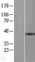 ls000594 bckdhb human over expression lysates nm 000056 wb testing 2