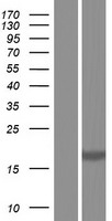 ls000597 bcl2a1 human over expression lysates nm 001114735 wb testing 2