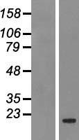 ls000597 bcl2a1 human over expression lysates nm 004049 wb testing 1
