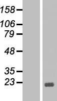 Bcl x (BCL2L1) Human Over-expression Lysates NM_001191